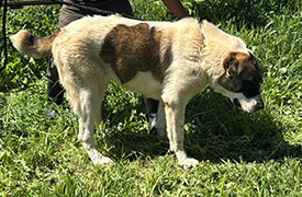 Berger d’Asie centrale Alabai - chien puissant et protecteur