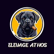 Élevage Athos – Alabai & Presa Canario au Maroc | El Jadida