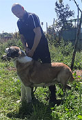 Hakim - Élevage Canin Athos